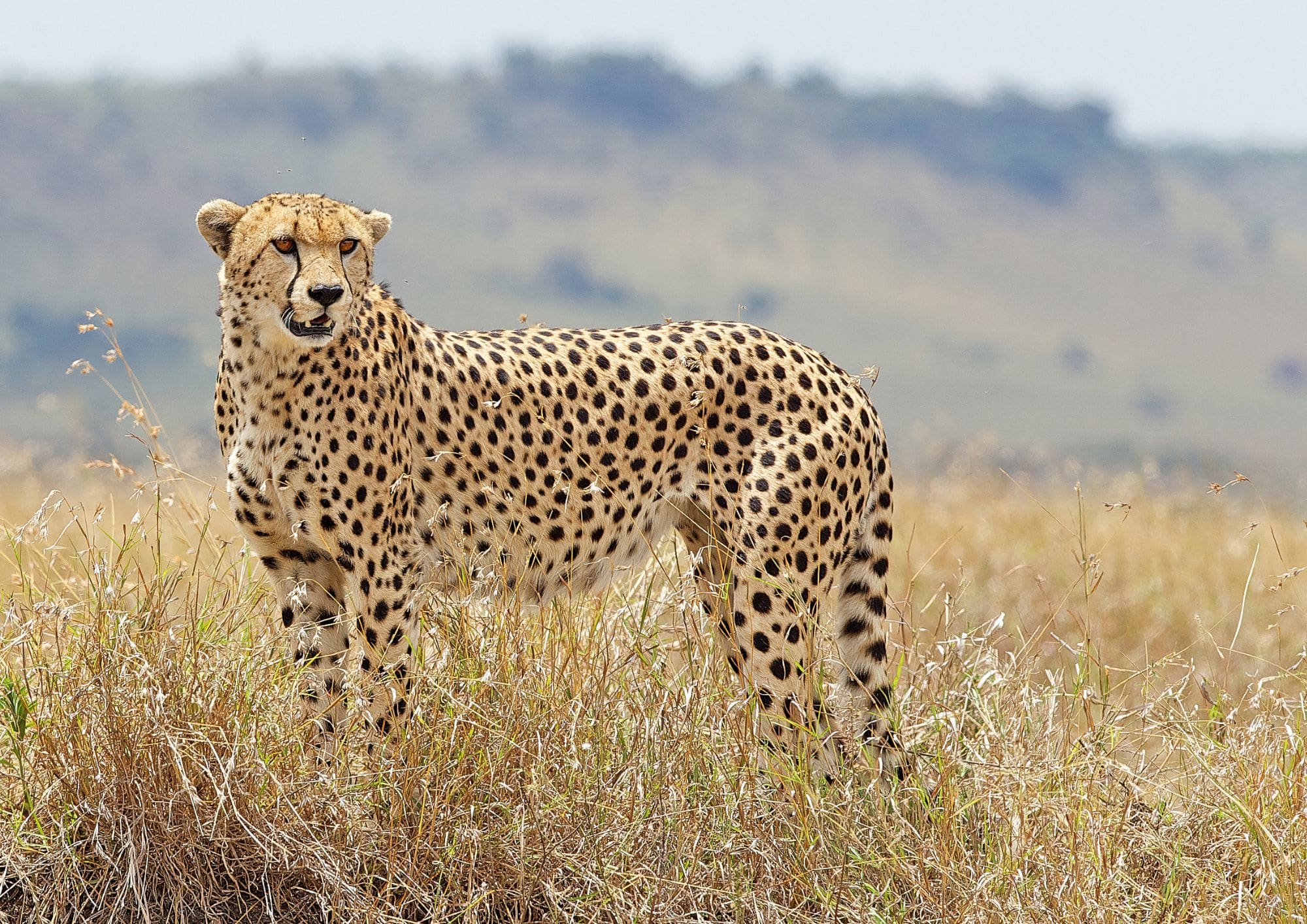A fabulous photo of a cheetah standing in brown grasses, looking at something in the distance.