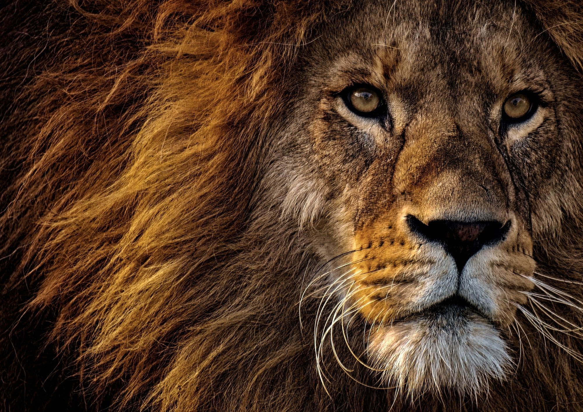 A close-up photo of an intense looking lion who stares dramatically in the distance.