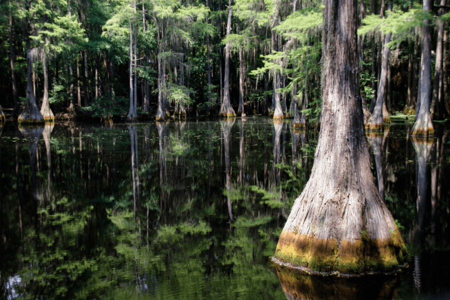A picture of a beautiful swamp- clear water with trees in a wooded area.